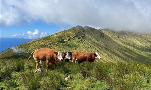 Azorské ostrovy - São Miguel a Flores – pěší turistika v květinovém ráji - Azorské ostrovy, Corvo