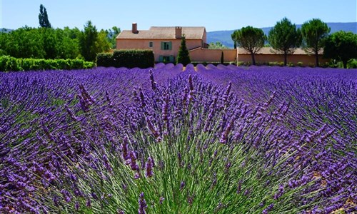 Levandulová Provence plná barev a vůní